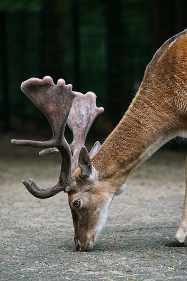 Eberswalde Zoo