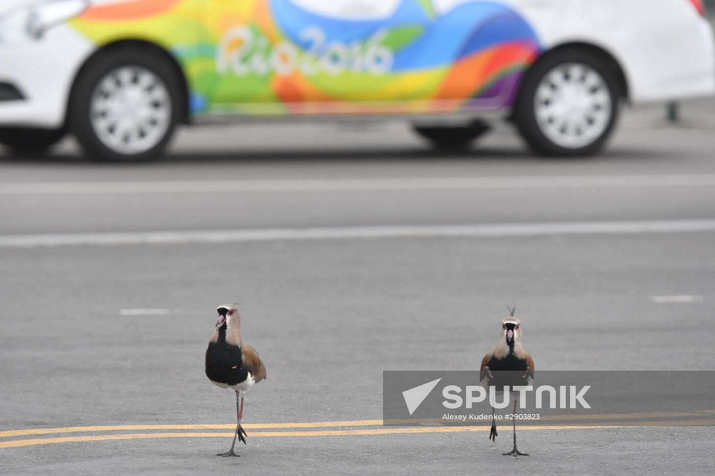 Preparations for 2016 Summer Olympics in Rio de Janeiro