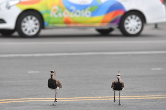 Preparations for 2016 Summer Olympics in Rio de Janeiro