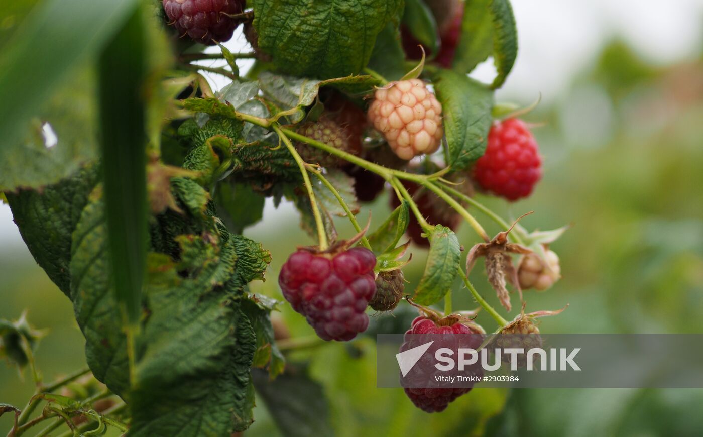 Raspberry harvesting in Krasnodar Territory