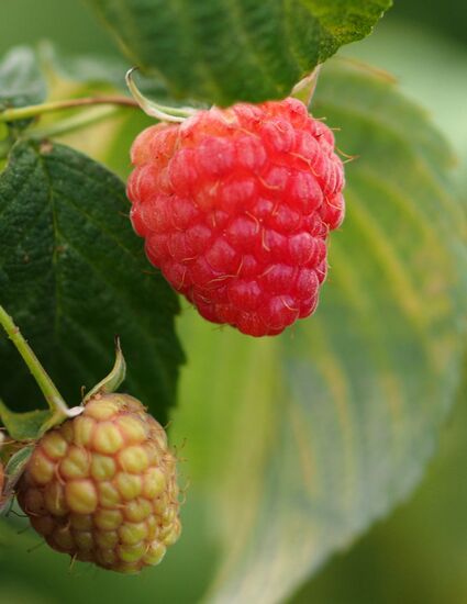 Raspberry harvesting in Krasnodar Territory