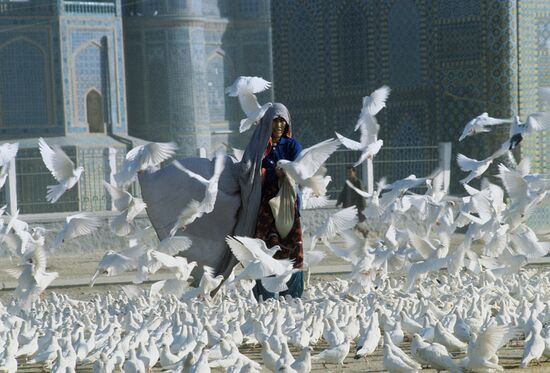 White doves by the Mosque of Mazar-i-Sharif