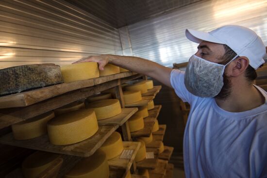 Cheese festival in the Moscow region