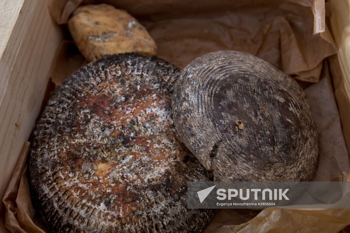 Cheese festival in the Moscow region