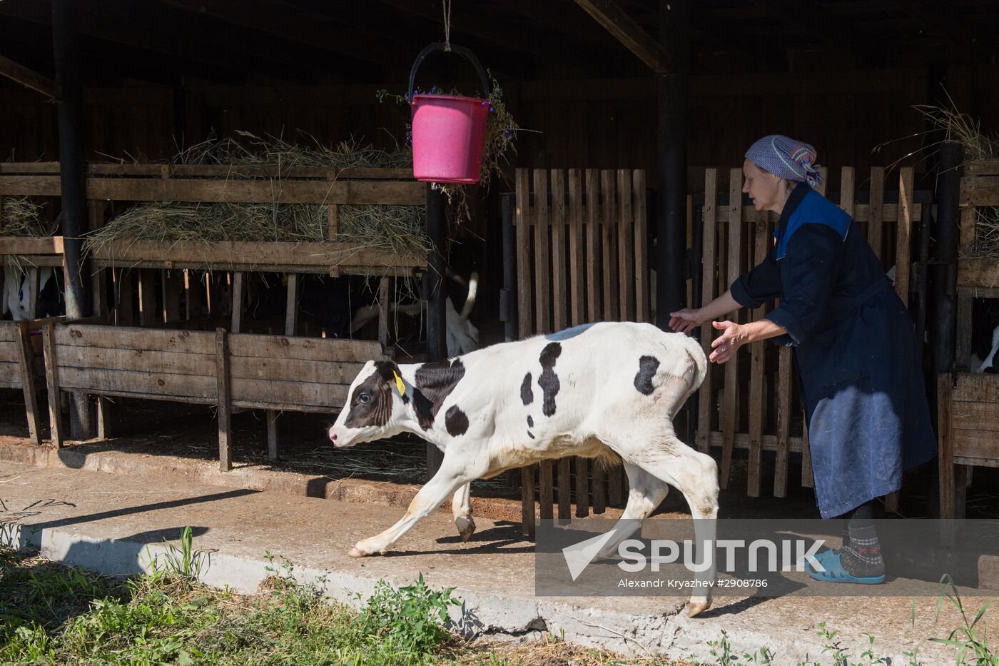 Livestock vaccination in Novosibirsk Region