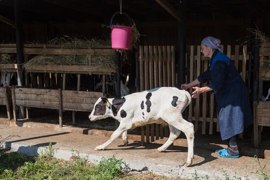 Livestock vaccination in Novosibirsk Region