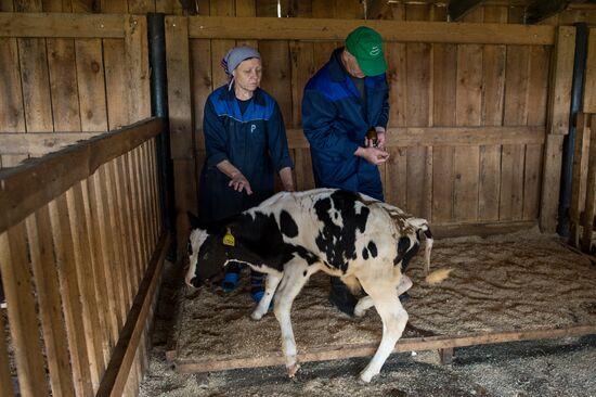 Livestock vaccination in Novosibirsk Region