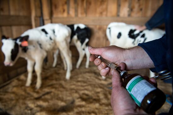 Livestock vaccination in Novosibirsk Region