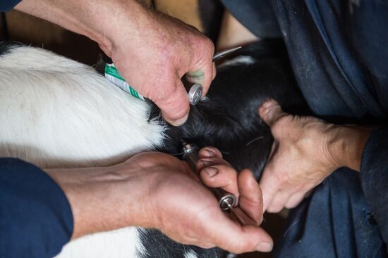 Livestock vaccination in Novosibirsk Region