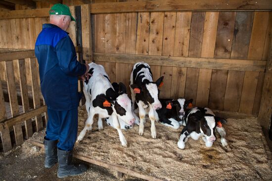 Livestock vaccination in Novosibirsk Region