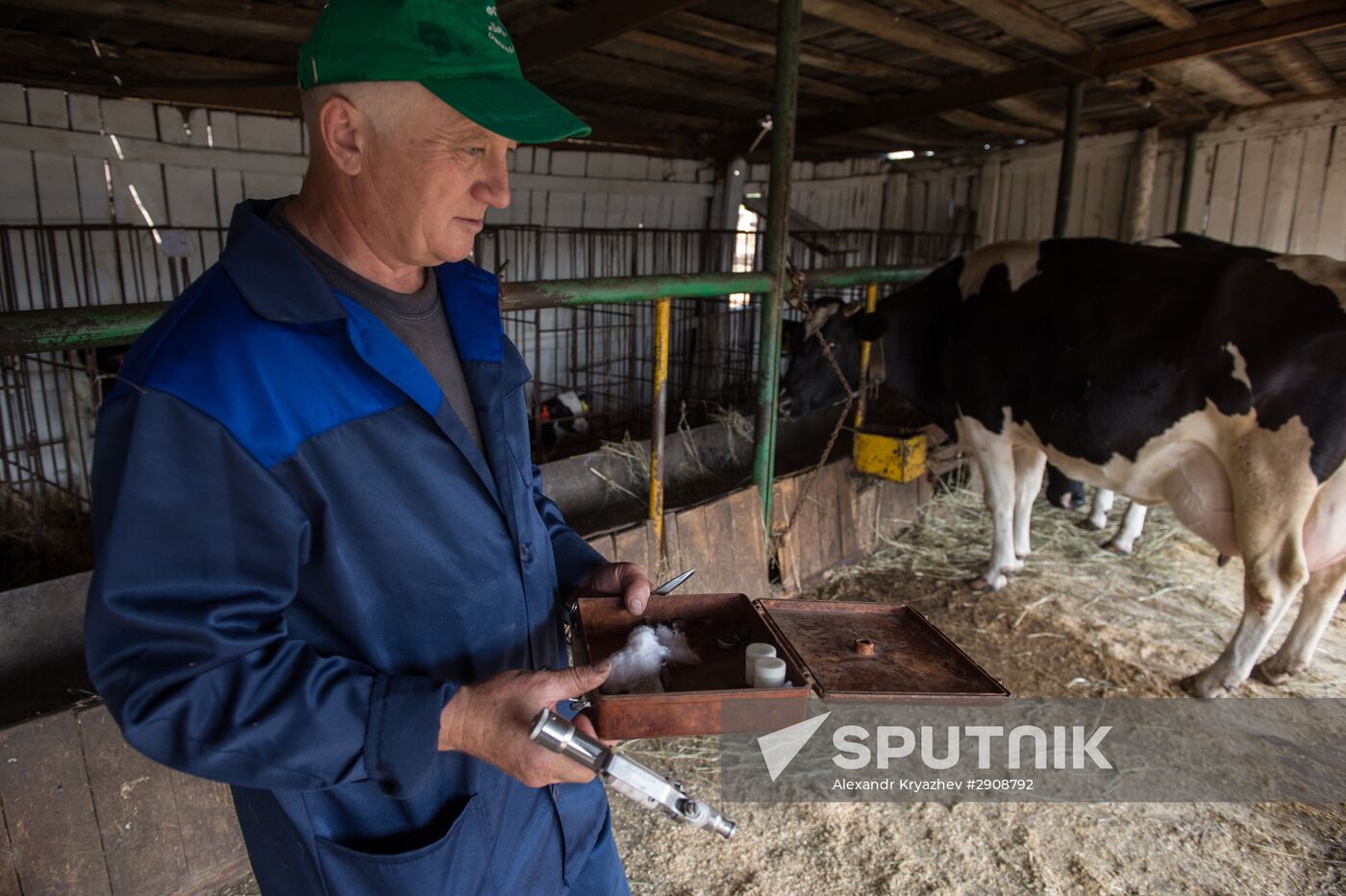 Livestock vaccination in Novosibirsk Region