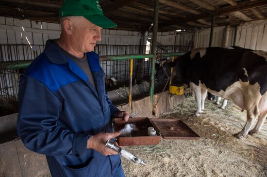 Livestock vaccination in Novosibirsk Region