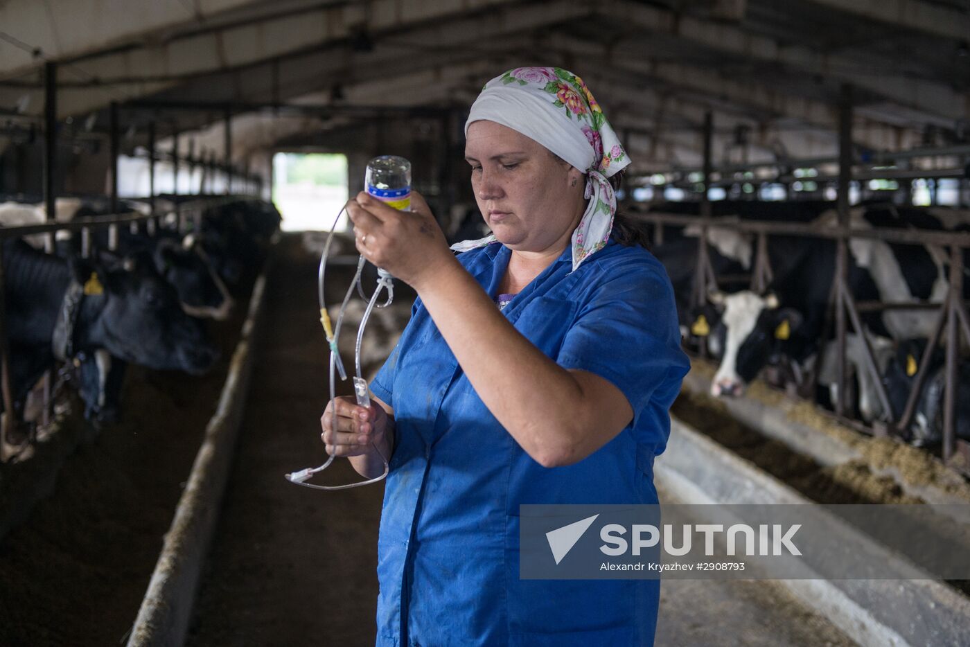 Livestock vaccination in Novosibirsk Region