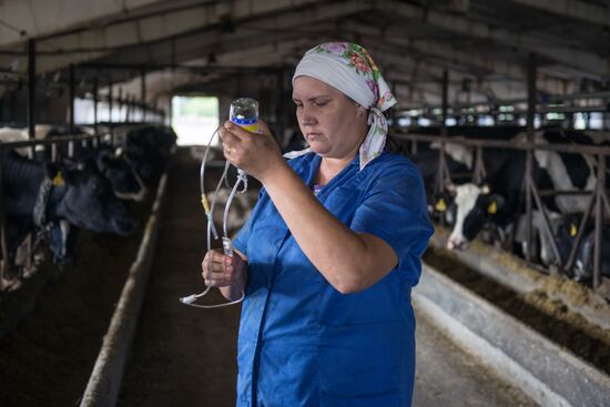 Livestock vaccination in Novosibirsk Region