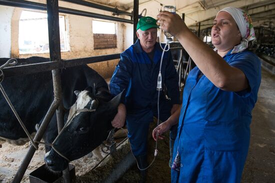 Livestock vaccination in Novosibirsk Region