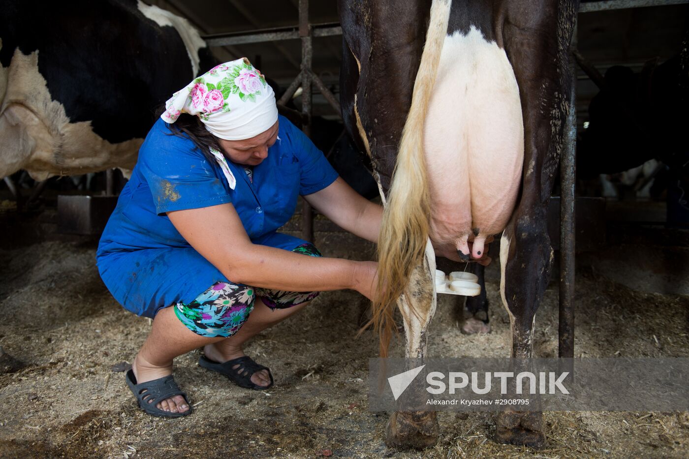 Livestock vaccination in Novosibirsk Region