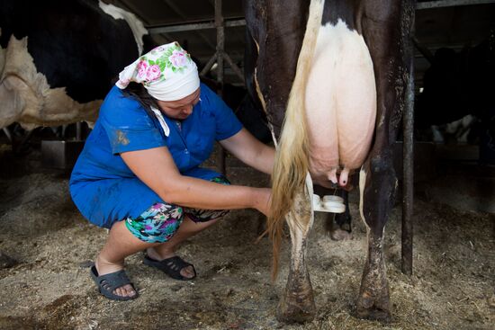 Livestock vaccination in Novosibirsk Region