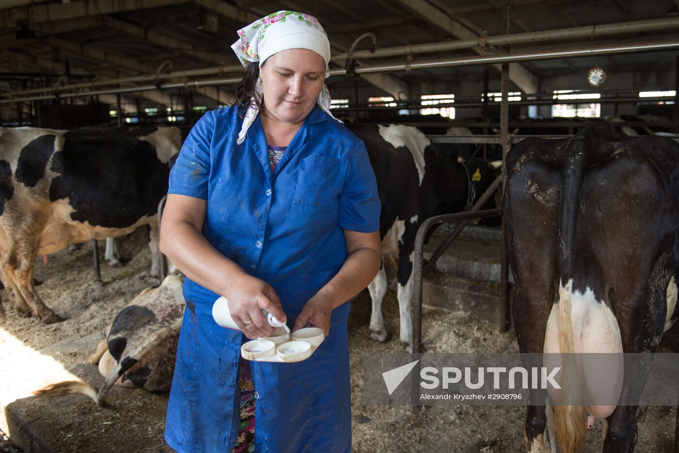 Livestock vaccination in Novosibirsk Region