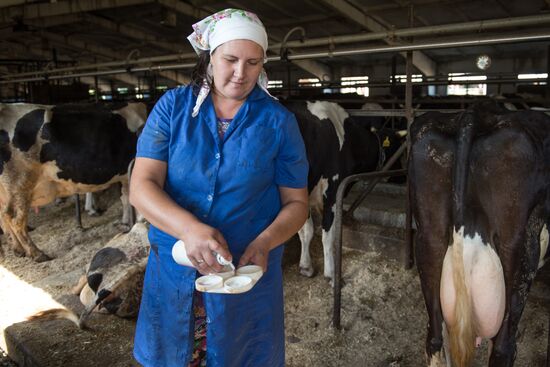 Livestock vaccination in Novosibirsk Region
