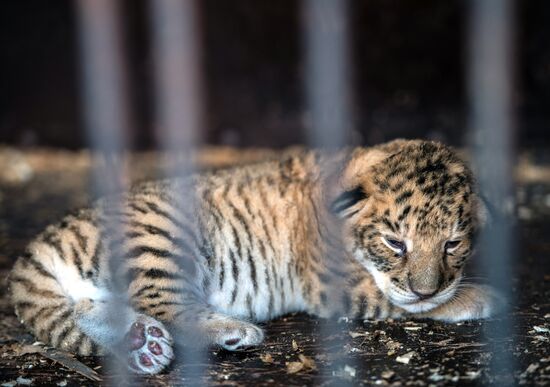 Tigon cub born at Moscow's Korona Chapiteau Circus