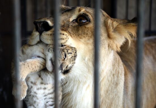 Tigon cub born at Moscow's Korona Chapiteau Circus