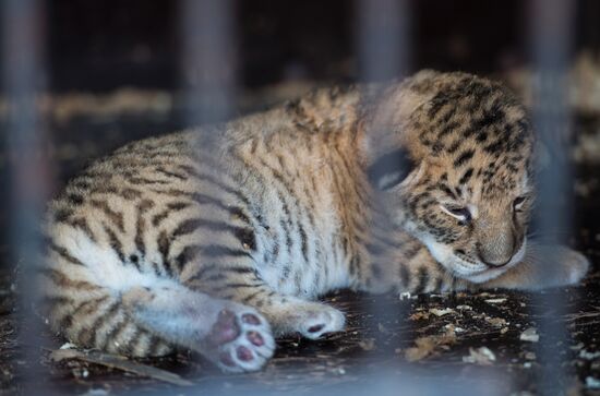 Tigon cub born at Moscow's Korona Chapiteau Circus