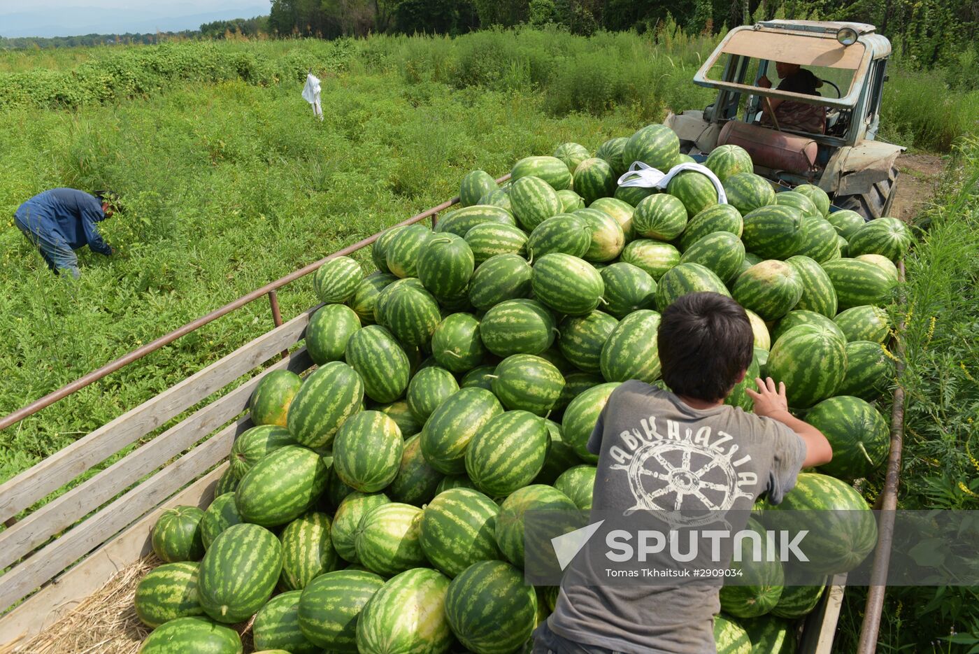Watermelons harvested in Abkhazia