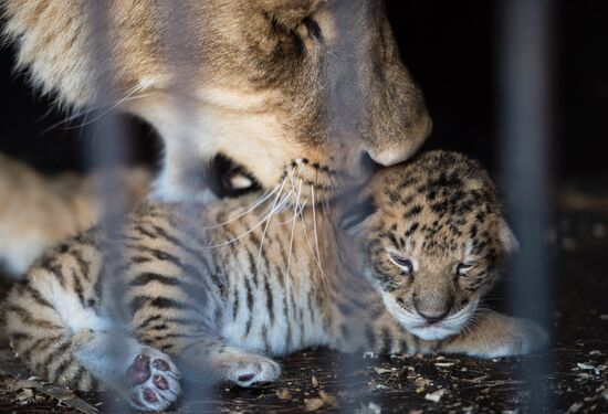Tigon cub born at Moscow's Korona Chapiteau Circus