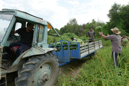 Watermelons harvested in Abkhazia