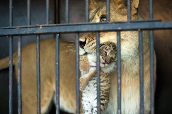 Tigon cub born at Moscow's Korona Chapiteau Circus