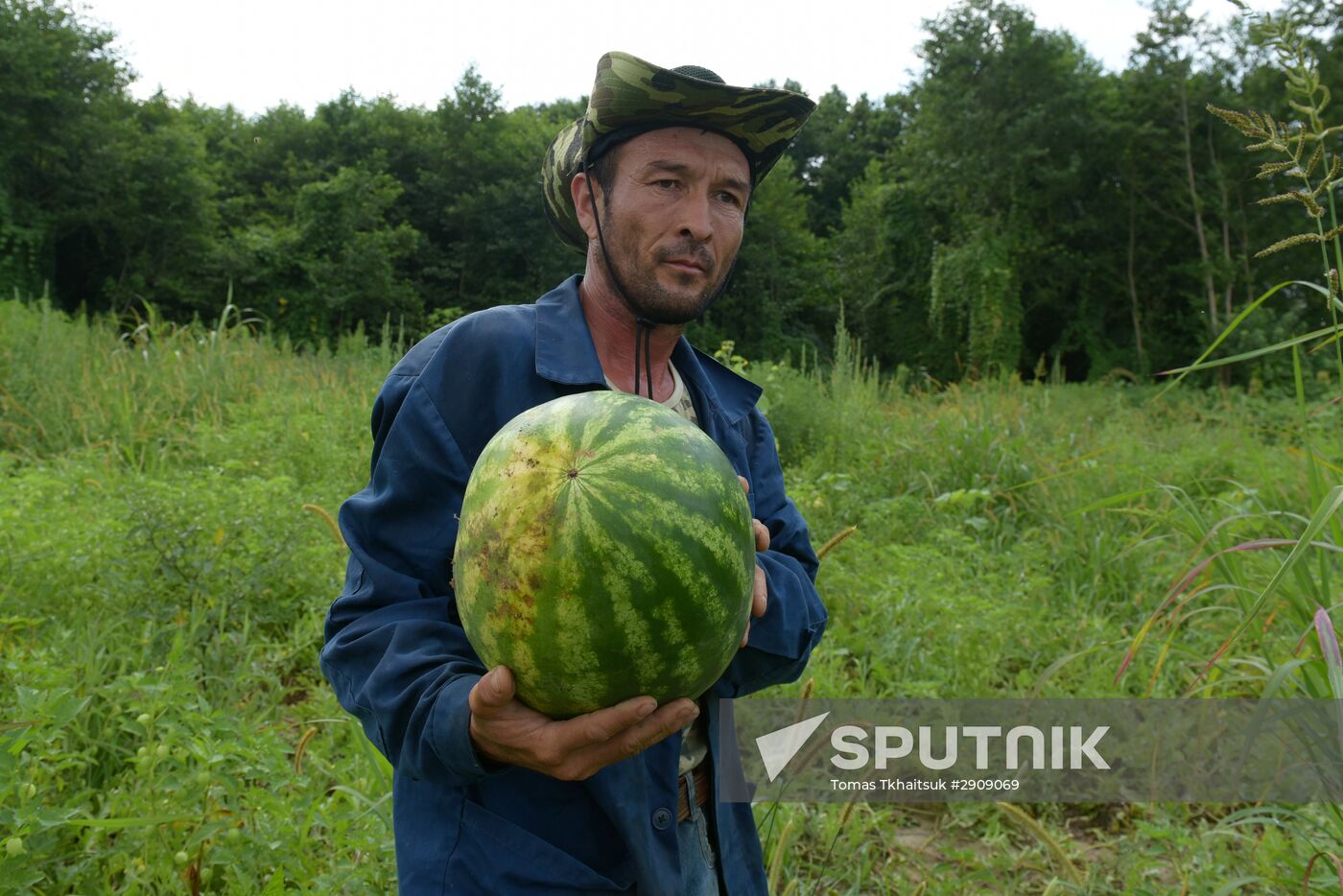Watermelons harvested in Abkhazia