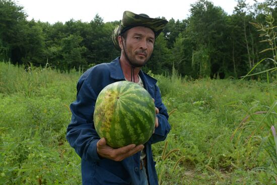 Watermelons harvested in Abkhazia