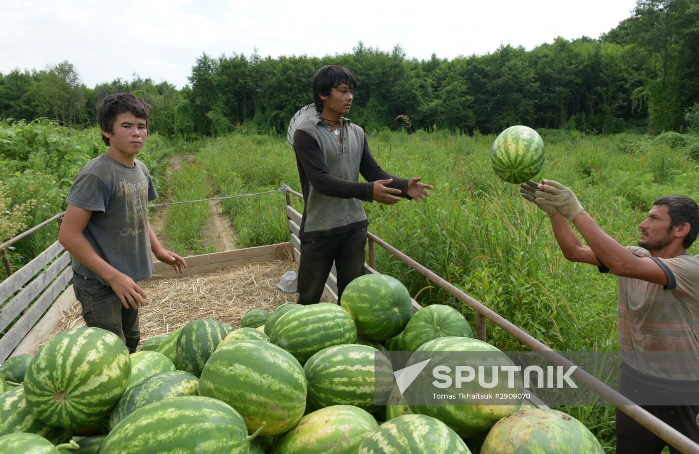 Watermelons harvested in Abkhazia