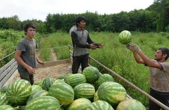 Watermelons harvested in Abkhazia