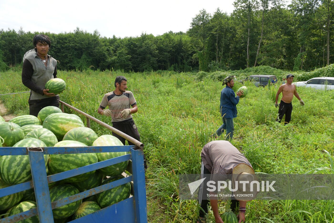 Watermelons harvested in Abkhazia