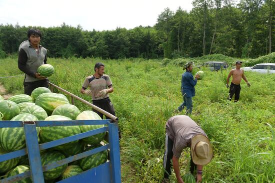 Watermelons harvested in Abkhazia