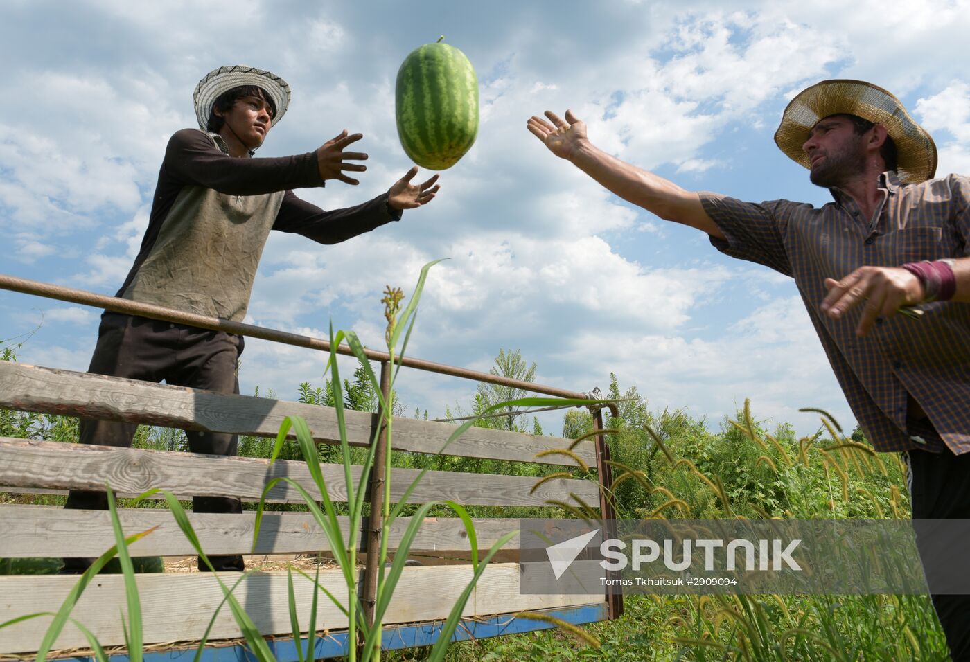 Watermelons harvested in Abkhazia