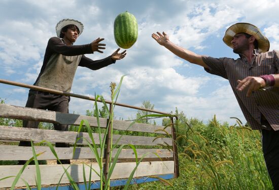Watermelons harvested in Abkhazia