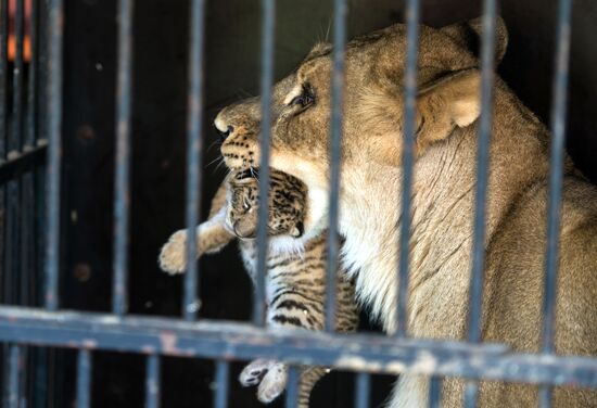 Tigon cub born at Moscow's Korona Chapiteau Circus