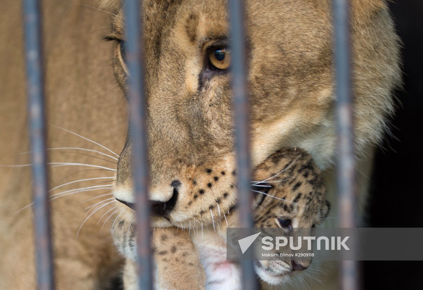 Tigon cub born at Moscow's Korona Chapiteau Circus