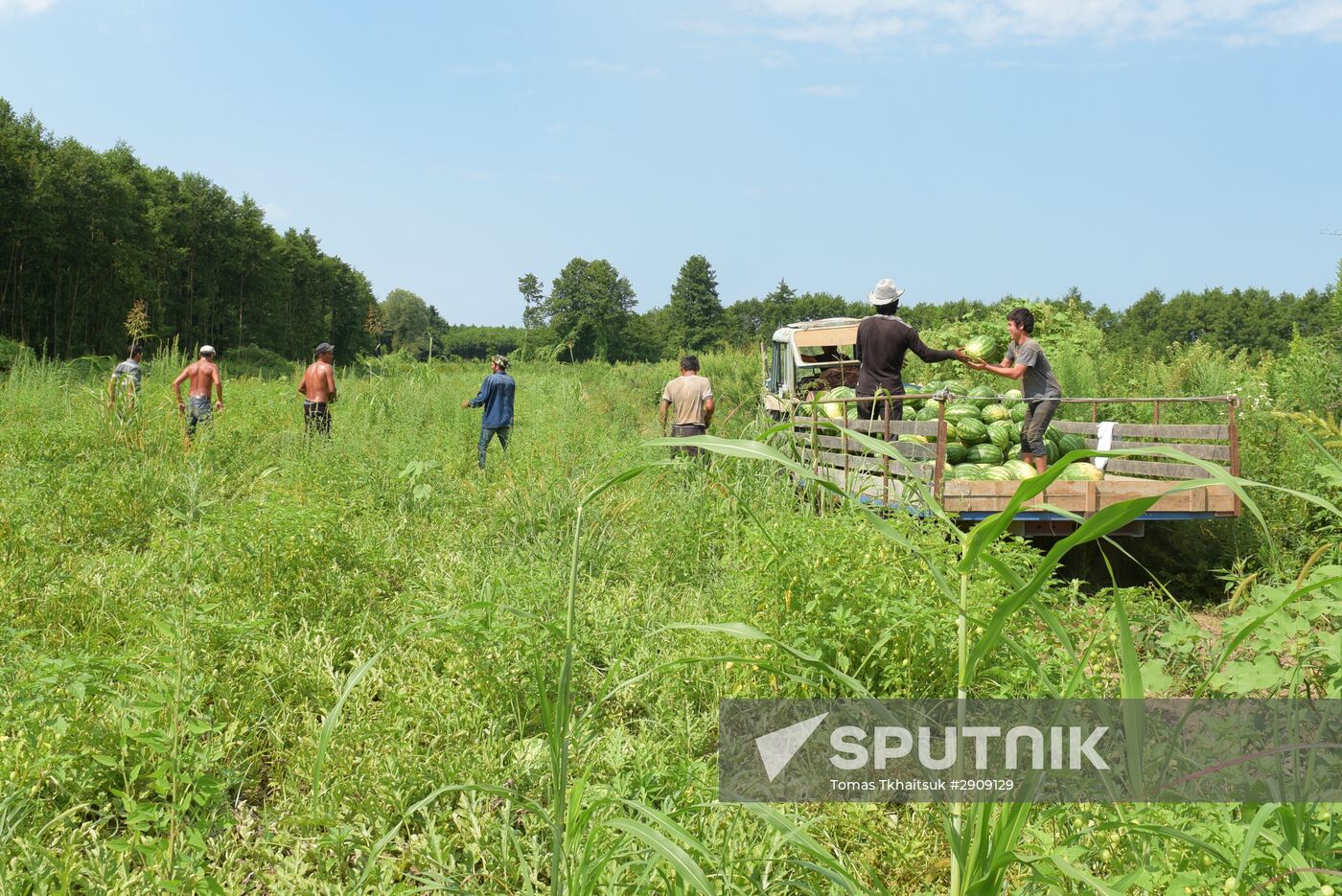 Watermelons harvested in Abkhazia