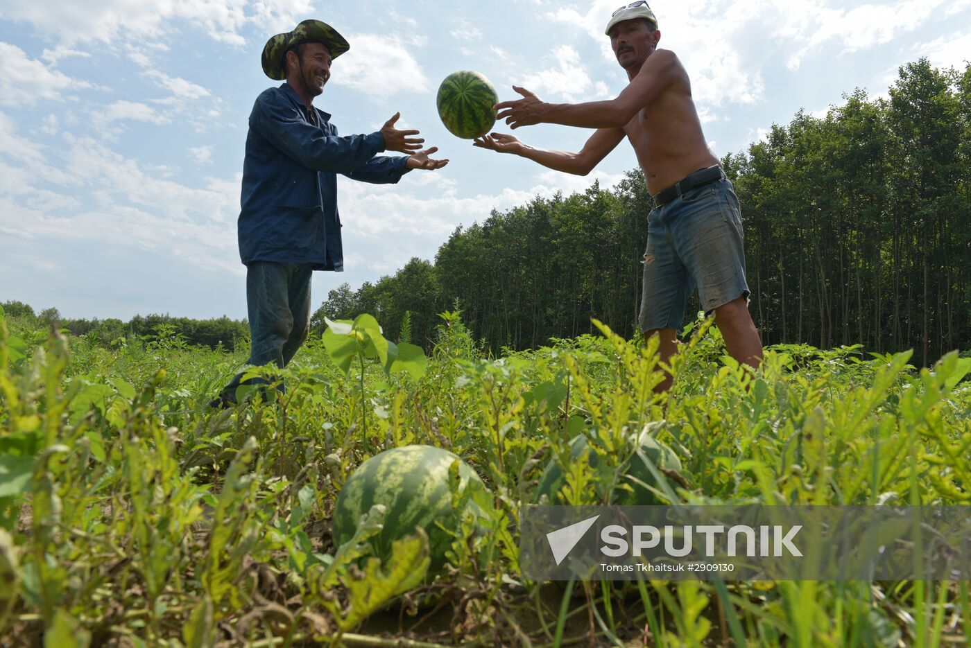 Watermelons harvested in Abkhazia