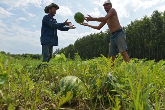Watermelons harvested in Abkhazia