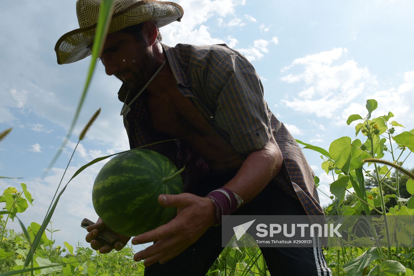 Watermelons harvested in Abkhazia