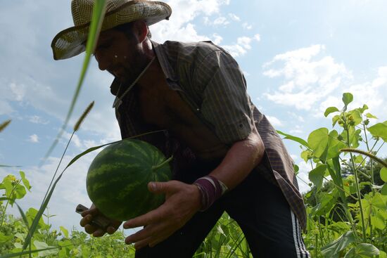 Watermelons harvested in Abkhazia