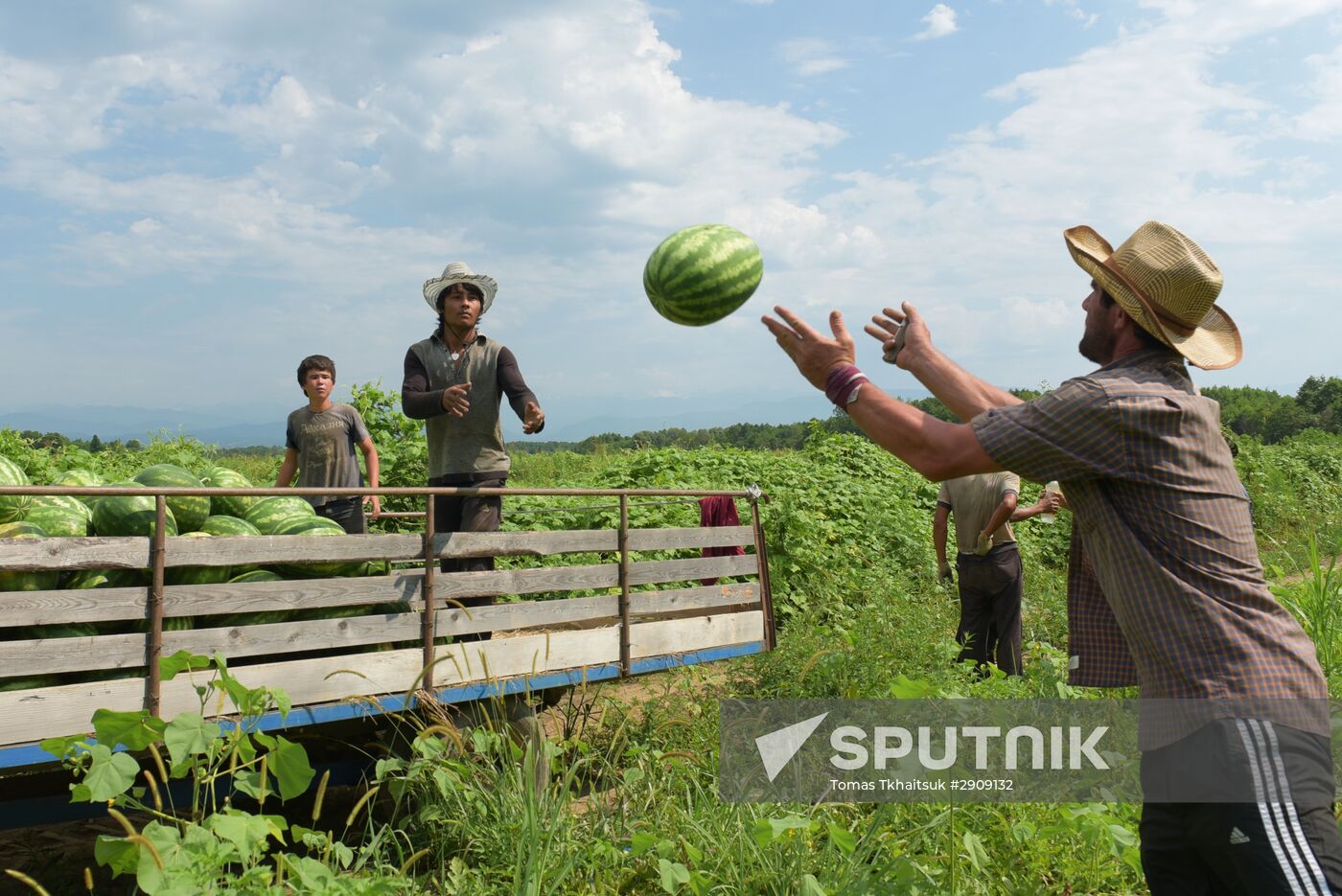 Watermelons harvested in Abkhazia