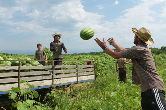 Watermelons harvested in Abkhazia