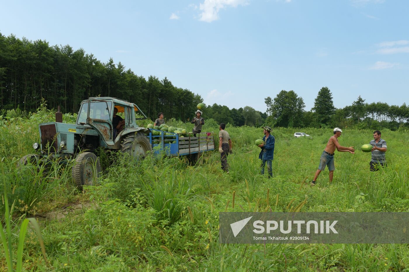 Watermelons harvested in Abkhazia