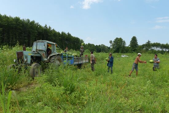 Watermelons harvested in Abkhazia