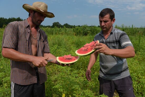 Watermelons harvested in Abkhazia
